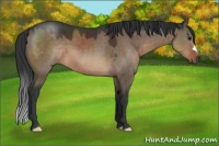 Horse Color:Brown Dun 
