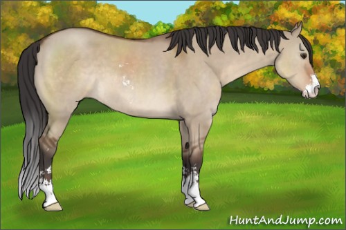 Horse Color:Bay Dun Sabino