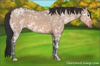Horse Color:Brown Ice Dun