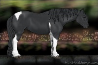 Horse Color:Black Sabino Tobiano 