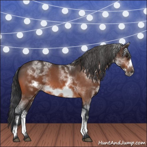 Horse Color:White Spotted Brown Roan Frame 