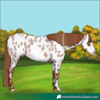 Horse Color:Red Roan Frame Appaloosa