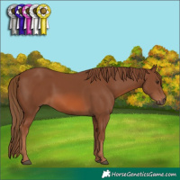 Horse Color:Chestnut 