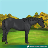 Horse Color:Black 
