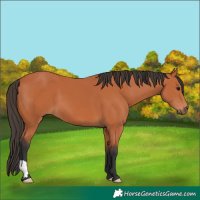 Horse Color:Bay 
