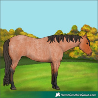 Horse Color:Bay Roan 