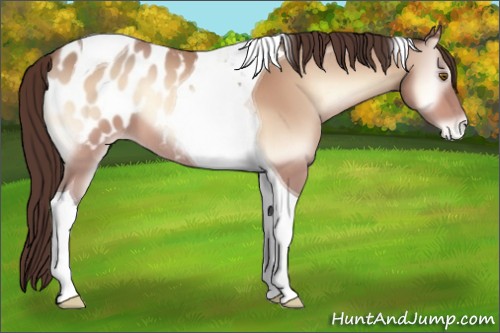 Horse Color:Amber Champagne Onyx Sabino Tobiano Appaloosa 