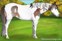 Horse Color:Bay Splash Tobiano Varnish 