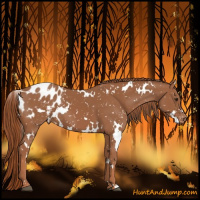 Horse Color:White Spotted Chestnut Appaloosa 