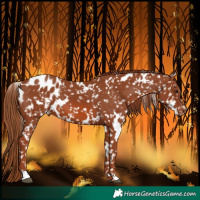 Horse Color:White Spotted Chestnut Blanket 