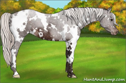 Horse Color:White Spotted Silver Brown Snowflake Varnish