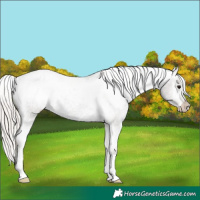 Horse Color:Silver Black Appaloosa 