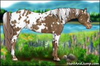 Horse Color:White Spotted Chocolate Palomino Appaloosa 