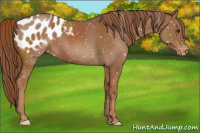 Horse Color:Chestnut Appaloosa 
