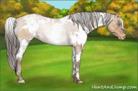 Horse Color:White Spotted Sable Champagne Appaloosa Rabicano