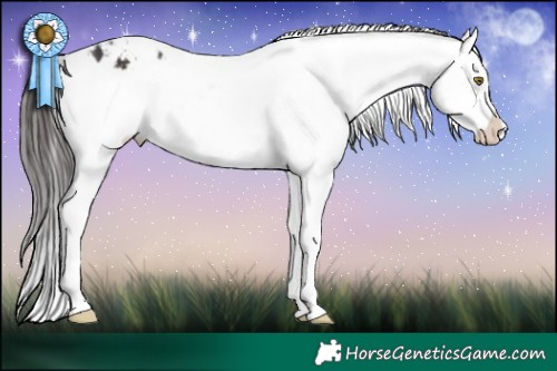 Horse Color:White Spotted Brown Frame Appaloosa 