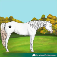 Horse Color:White Spotted Gold Champagne Blanket