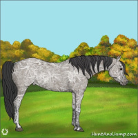 Horse Color:Grullo Ice 