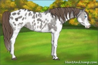 Horse Color:Grullo Ice Splash Appaloosa 