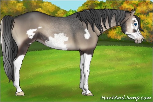 Horse Color:Blue Onyx Splash Frame 