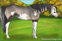 Horse Color:Blue Onyx Splash Frame
