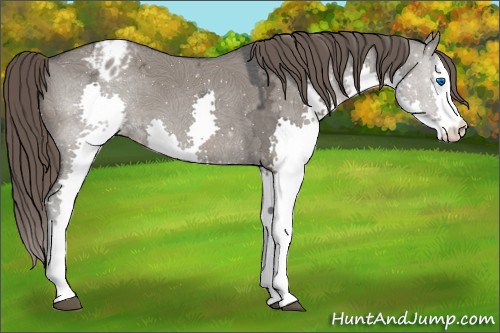 Horse Color:Grullo Ice Splash Appaloosa