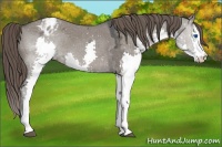 Horse Color:Grullo Ice Splash Appaloosa 