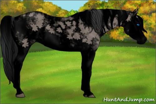 Horse Color:Void Grullo Sabino Splash 