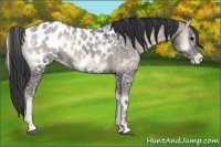 Horse Color:Blue Onyx Ice Appaloosa 
