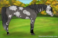 Horse Color:Black Ice Sabino Splash