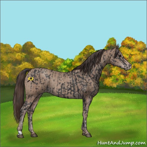 Horse Color:Black Rabicano  and Classic Champagne Rabicano 