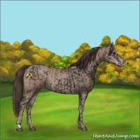 Horse Color:Black Rabicano  and Classic Champagne Rabicano 
