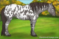 Horse Color:Smoky Black Ice Appaloosa Rabicano 