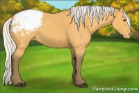 Horse Color:Silver Buckskin Appaloosa