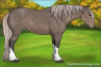 Horse Color:Silver Black Tobiano Appaloosa Rabicano