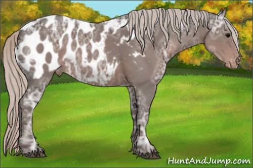 Horse Color:Silver Black Ice Appaloosa