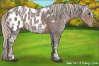 Horse Color:Silver Black Ice Appaloosa