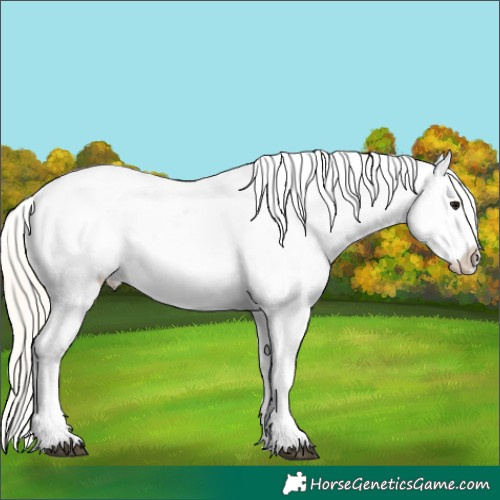 Horse Color:Silver Smoky Black Appaloosa
