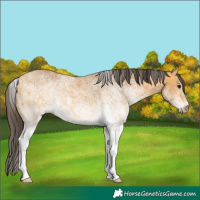 Horse Color:White Spotted Buckskin 
