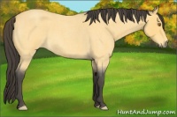 Horse Color:Buckskin Roan 
