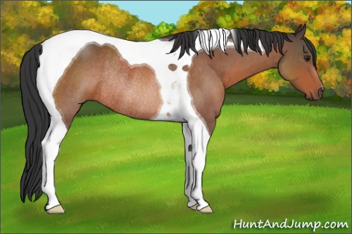 Horse Color:Brown Roan Tobiano Rabicano