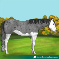 Horse Color:Blue Roan Splash 