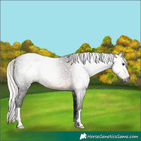 Horse Color:Gray Silver Smoky Black