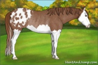 Horse Color:Chestnut Splash Blanket Rabicano