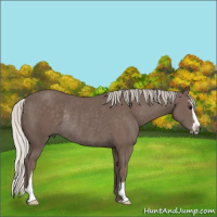 Horse Color:Silver Black Sabino Rabicano 