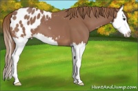 Horse Color:Chestnut Splash Appaloosa