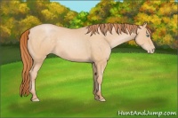 Horse Color:Buckskin Pearl 