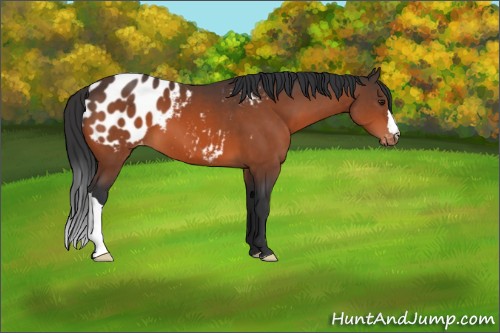 Horse Color:Brown Appaloosa 