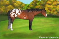 Horse Color:Brown Appaloosa