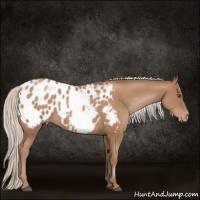 Horse Color:Silver Black Pearl Appaloosa 